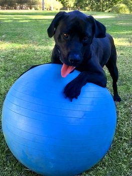 A black Labrador playing with a blue swiss ball