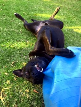 A black Labrador playing with a blue swiss ball