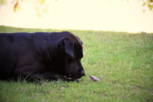 A black Labrador on grass with his friend, a frog