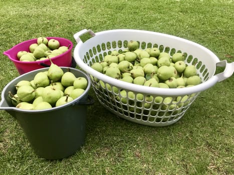 26kg of pears in a washing basket and two buckets on grass