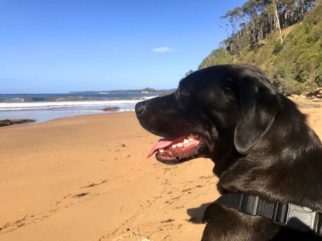 A black Labrador sitting at the beach