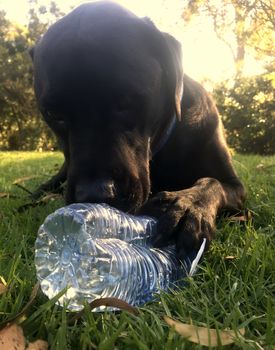 A black Labrador laying on grass, happily chewing a water bottle