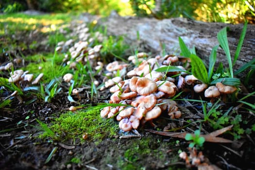 A bunch of small orange mushrooms growing near moss