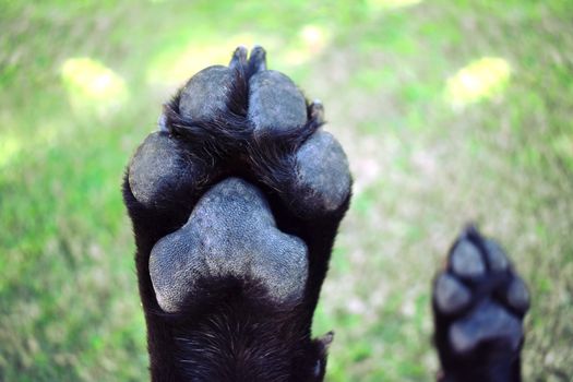 A black Labrador`s paws while his belly is getting a scratch
