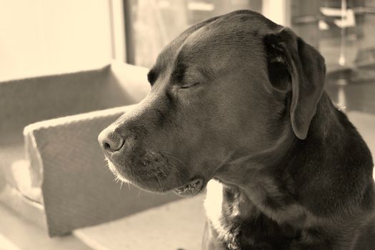 A black Labrador with his eyes closed
