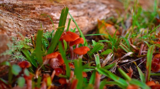 A bunch of small orange mushrooms growing near moss