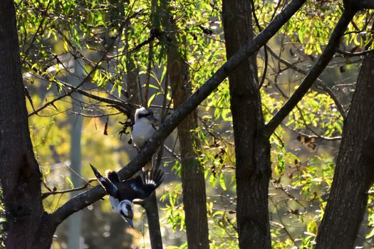 Two wild Kookaburras, one sitting in a tree and one flying downwards