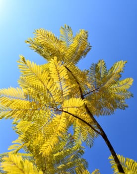 A yellow fern in the sun