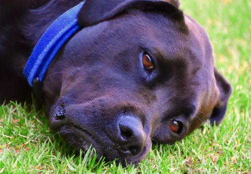 A black Labrador laying on grass with a sulking look on his face