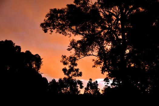 The sun shining through a Eucalyptus tree at dusk