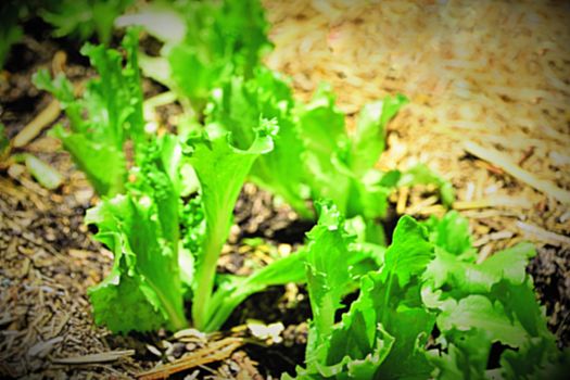 Iceberg lettuce growing in a domestic vegetable garden