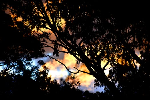 The sun shining through a Eucalyptus tree at dusk