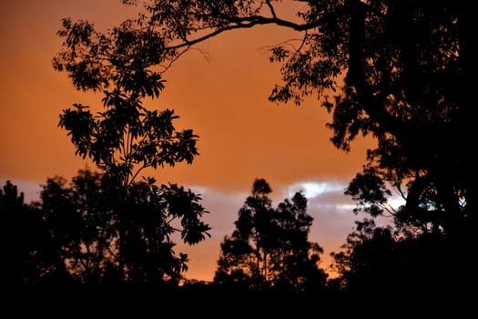 The sun shining through a Eucalyptus tree at dusk