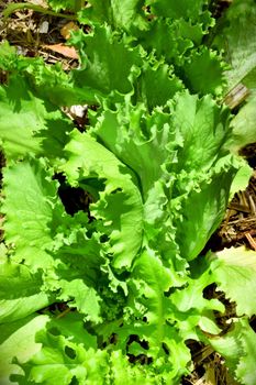 Iceberg lettuce growing in a domestic vegetable garden