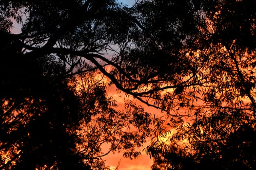 The sun shining through a Eucalyptus tree at dusk