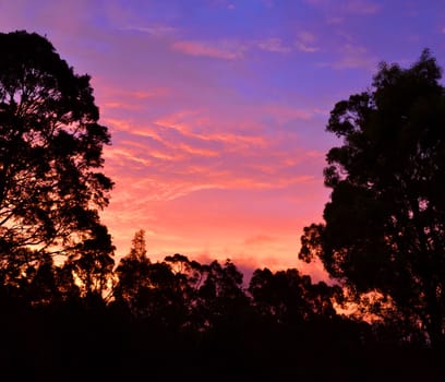 The sun shining through a Eucalyptus tree at dusk