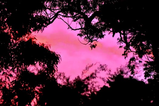 The sun shining through a Eucalyptus tree at dusk