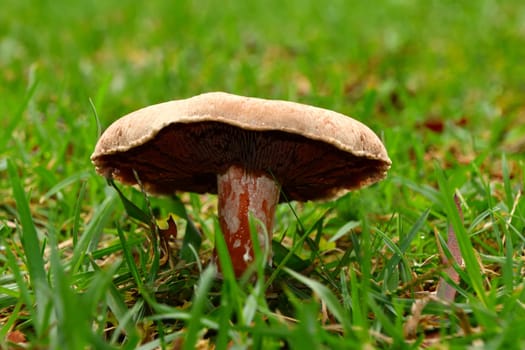 A wild white mushroom growing in the grass