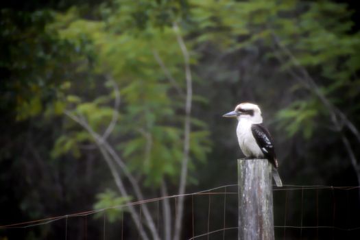 A kookaburra sitting on a fence in the fog