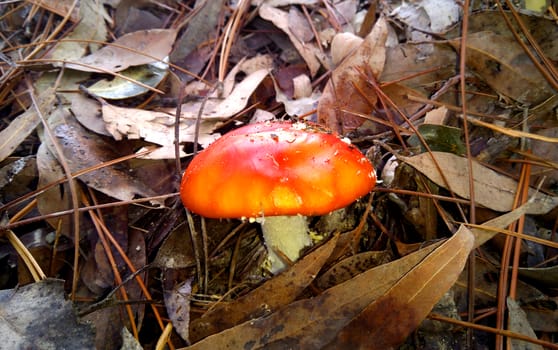 Fly Agaric mushrooms growing through leaves