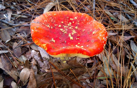 Fly Agaric mushrooms growing through leaves