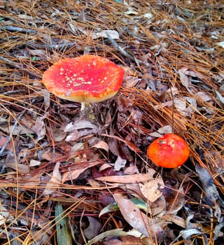 Fly Agaric mushrooms growing through leaves