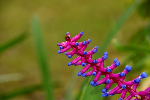 Pink and blue Aechmea flower on a plain background