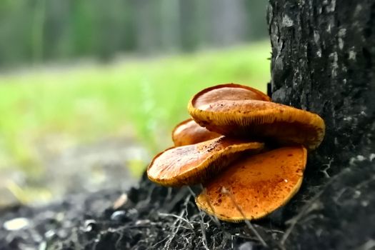 A bunch of wild Honey Mushrooms growing at the base of a tree