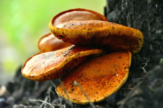 A bunch of wild Honey Mushrooms growing at the base of a tree