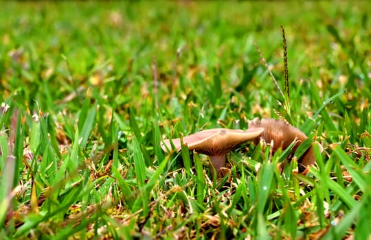 A wild white mushroom growing in the grass