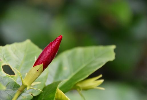 A small red flower about to bloom in spring