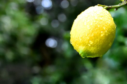 A wet lemon on a tree after a downpour