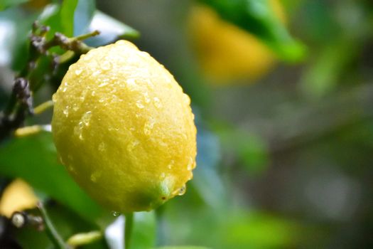 A wet lemon on a tree after a downpour