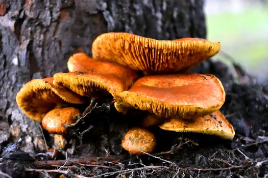 A bunch of wild Honey Mushrooms growing at the base of a tree