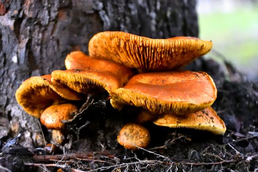 A bunch of wild Honey Mushrooms growing at the base of a tree