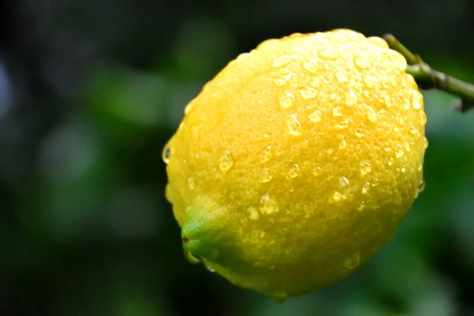 A wet lemon on a tree after a downpour