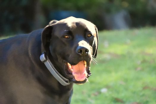 A portrait of a black Labrador outside