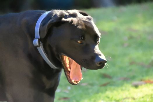 A portrait of a black Labrador outside