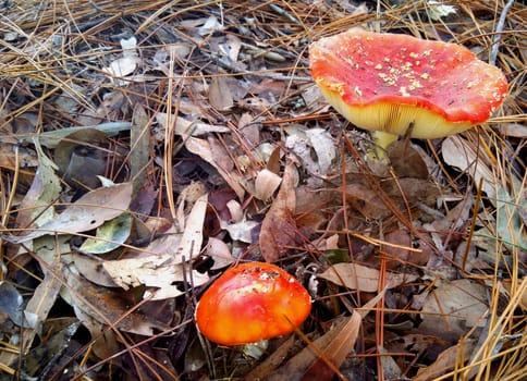 Fly Agaric mushrooms growing through leaves