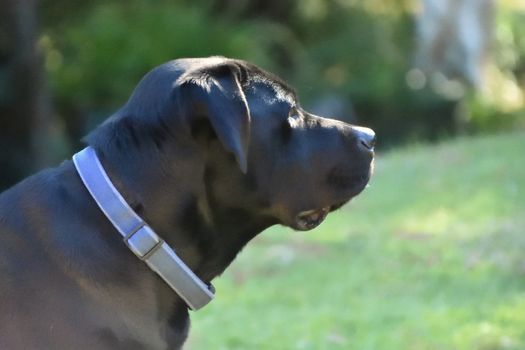 A portrait of a black Labrador outside