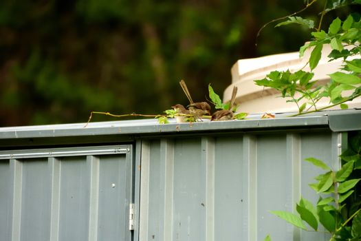 Female Superb Fairy-Wren sitting on a tin shed