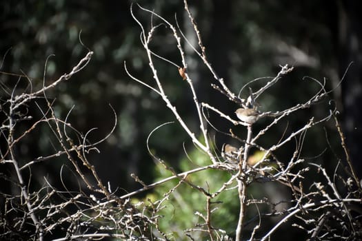 Female Superb Fairy-Wren sitting in a tree