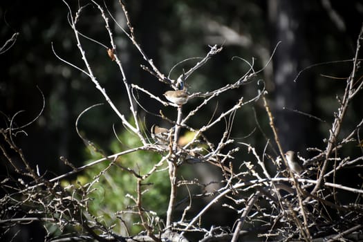 Female Superb Fairy-Wren sitting in a tree