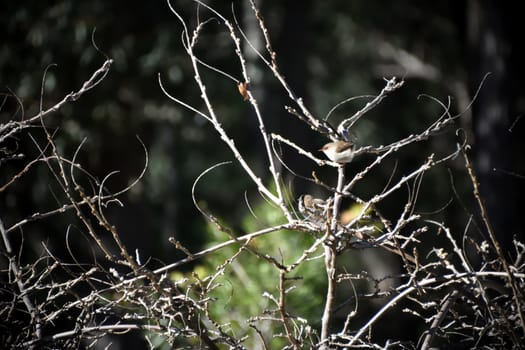 Female Superb Fairy-Wren sitting in a tree