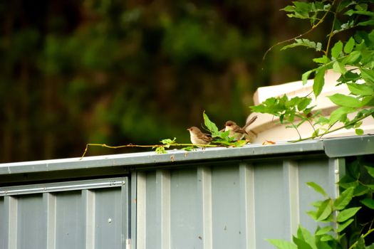 Female Superb Fairy-Wren sitting on a tin shed