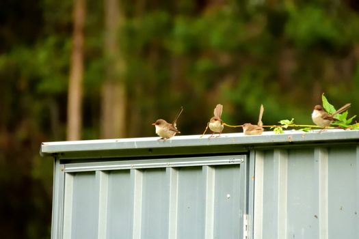 Female Superb Fairy-Wren sitting on a tin shed