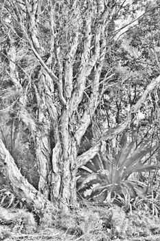 A grayscale image of a native Australian paperbark tree