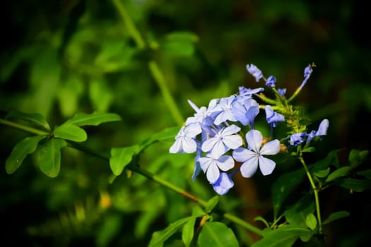 Small blue Hydrangea Flowers in bloom