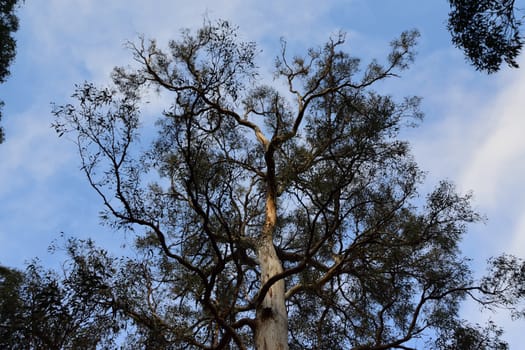 A large Eucalyptus tree from the ground up