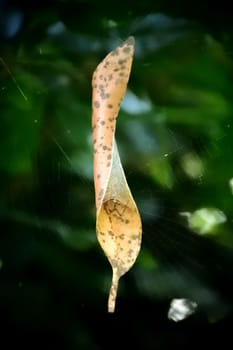 A small spider curled up inside a leaf